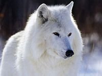 pic for White Wolf
